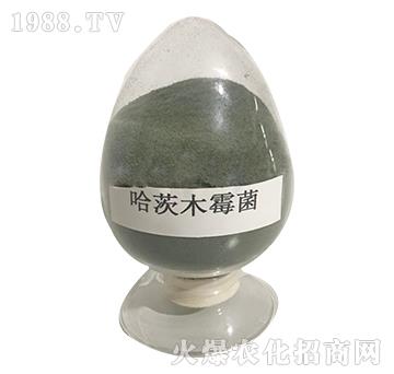 ����ľù��-�������