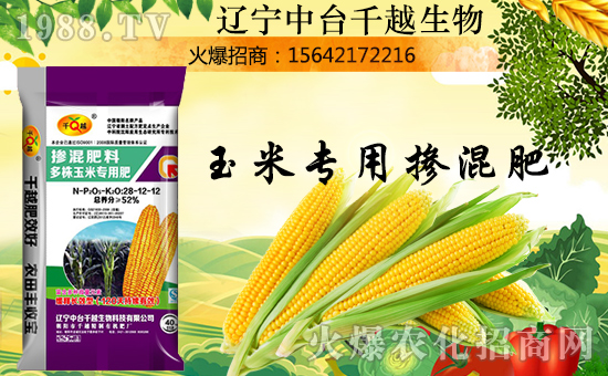 【中臺千越】金犬叩響吉利門,福旺財源滾滾進