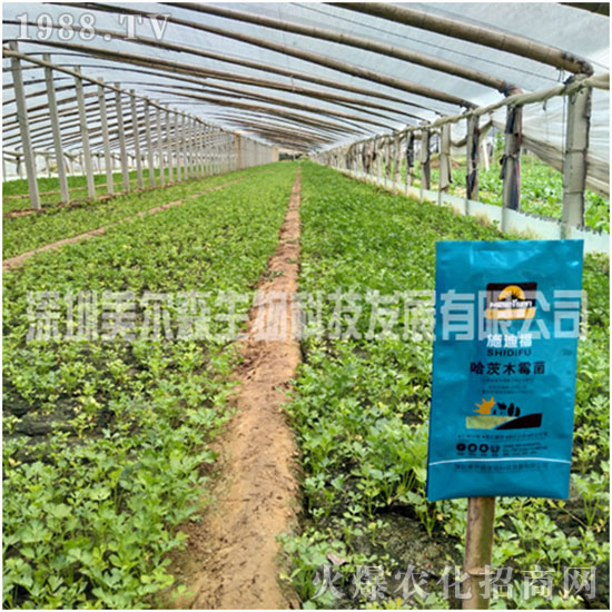 ������ɭ����������µ�һ�������w�����������³����f��������