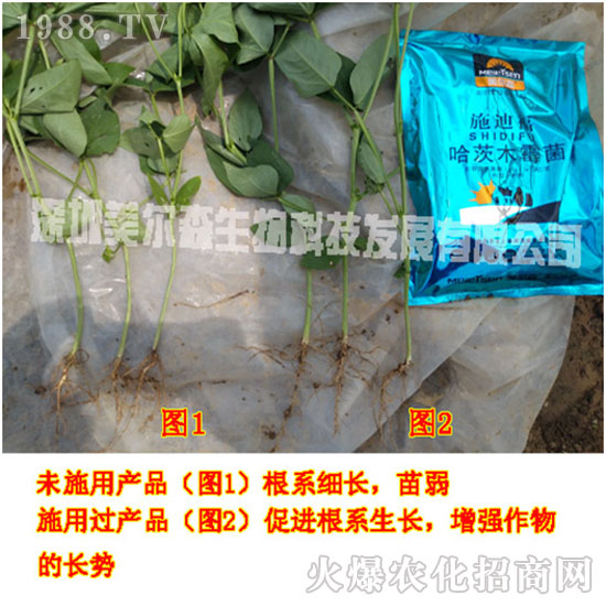 ������ɭ����������µ�һ�������w�����������³����f��������