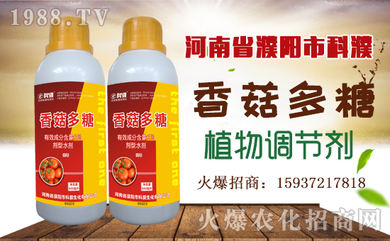 �����������ף������µ�һ���﹤�����������������