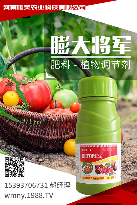 冬季草莓如何施肥?如何提高大棚的地表溫度?