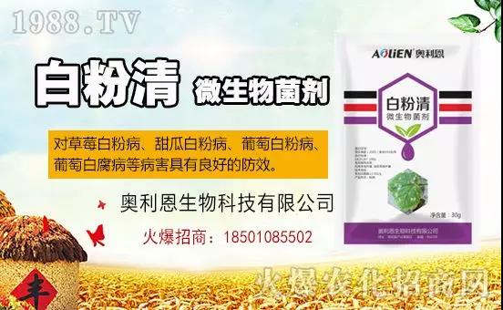 白粉病“反復(fù)難纏”? 記住這個(gè)藥,高效防治白粉病,鏟除!