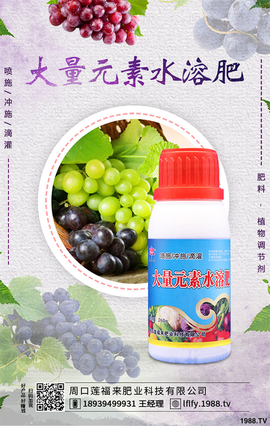 溫室大棚茄子該如何栽培?冬季大棚高產(chǎn)栽培技術(shù)