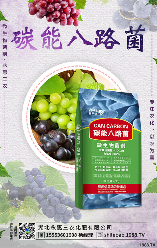 2020年春節(jié)蒜黃價格是否上漲?批發(fā)價多少錢一斤?蒜黃種植前景!