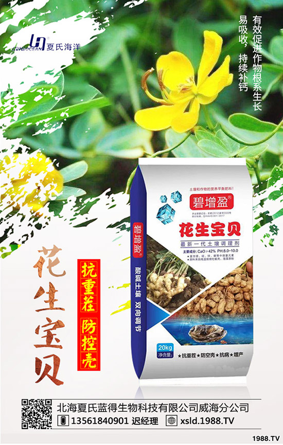 板藍(lán)根種前景如何?板藍(lán)根高產(chǎn)種植要點(diǎn)!