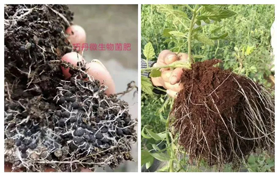 ��΢�������+�ЙC(j��)�ʡ�Ч��ţ����ʩһ���������ʡ���ָ߮a(ch��n)��