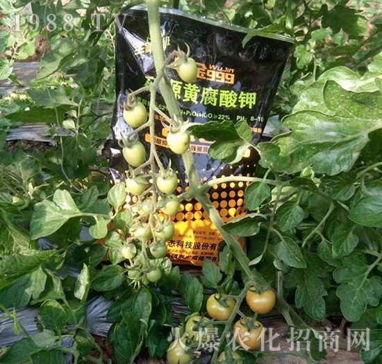 【新疆黑色生態(tài)】全體員工恭祝新老朋友:新年快樂!萬事如意!夜夜“鼠”錢!