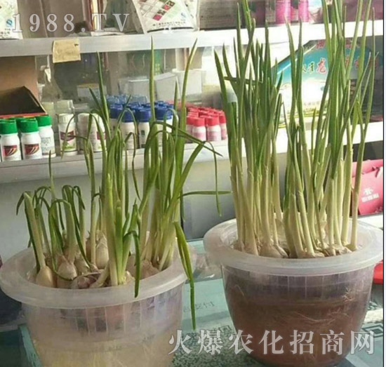 【新疆黑色生態(tài)】全體員工恭祝新老朋友:新年快樂!萬事如意!夜夜“鼠”錢!