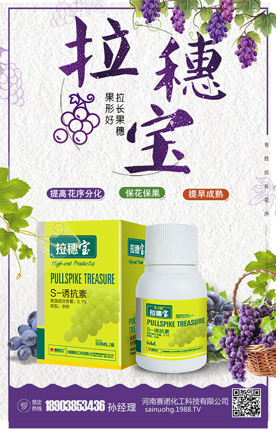 洋蔥什么時間種植?洋蔥的品種及高產種植方法!