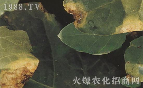 芥藍(lán)黑腐病3