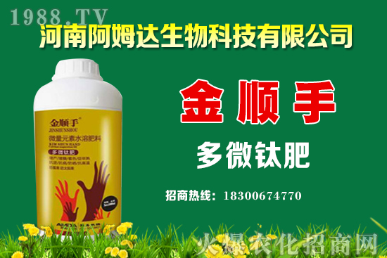 空心菜種植要點有哪些?空心菜又該怎么留種?