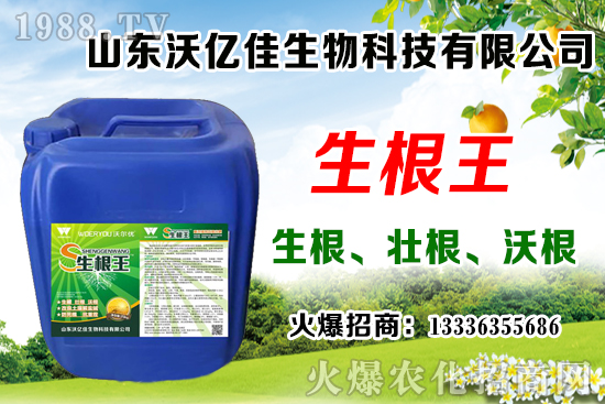 影響草莓花芽分化因素有哪些?草莓花芽分化期與定植管理要點!