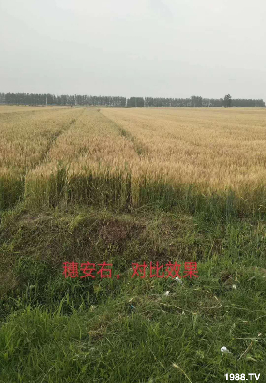 С����ù��Σ�����c������С����ù����ʲôˎ��