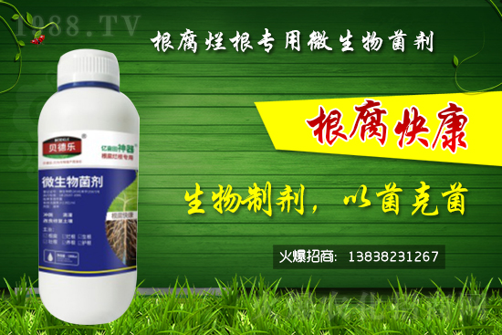 微生物菌劑可以治根腐病嗎?怎么選擇?
