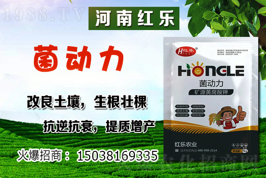 12月份能種什么蔬菜?冬季蔬菜種植有哪些技巧?