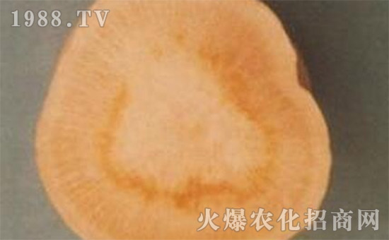 蘿卜空心病的癥狀和蘿卜空心病的防治!