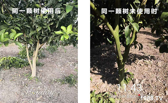 ͬһ�w��ʹ�ú��ͬһ�w��δʹ�Õr(sh��)��