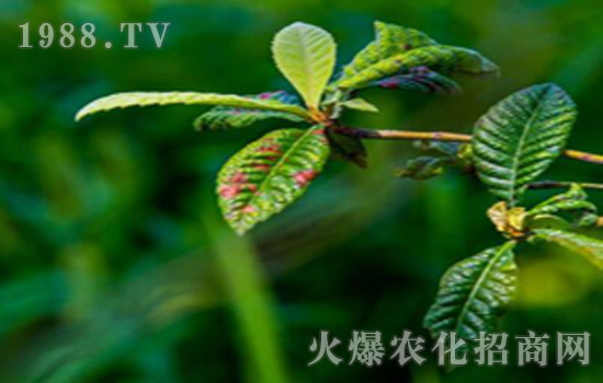 枇杷葉尖焦枯病水印