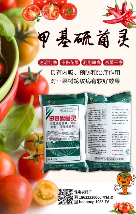 生物殺菌劑大蒜素:高效防治芒果角斑,果子賣(mài)相好