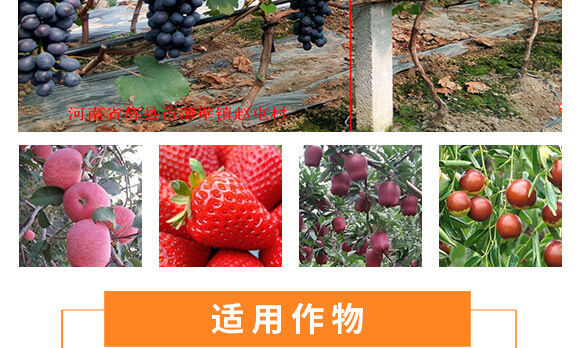 河南騰豐農(nóng)業(yè)科技有限公司_11