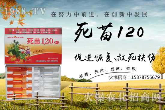  �߲˷Nֲ���L���������������砀�����W(xu��)��(hu��)�@Щ�������߲����砀����������