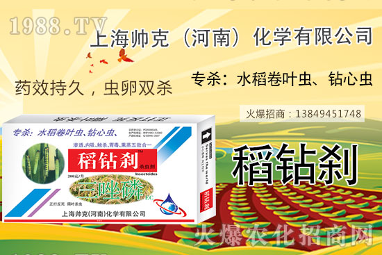 水稻鉆心蟲不好打?那是你沒用它!水稻鉆心蟲選對藥,防治不用愁!