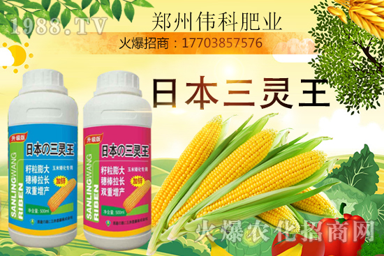 玉米控旺幾次好,玉米控旺時間及玉米控旺產(chǎn)品選擇!