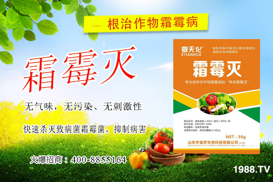 黃瓜霜霉病嚴重怎么辦,怎樣巧治黃瓜霜霉病?