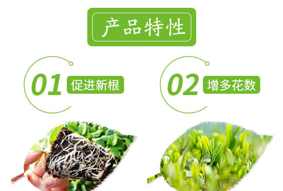 特優(yōu)硼-芽滿花-愛農(nóng)斯達(dá)_04