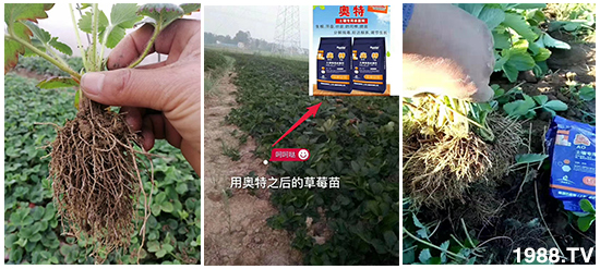 如何讓種植變得更輕松?一個(gè)套餐,全面配方,巴斯特大姜營(yíng)養(yǎng)套餐方案!