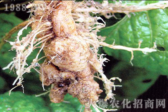 芥藍(lán)根腫病