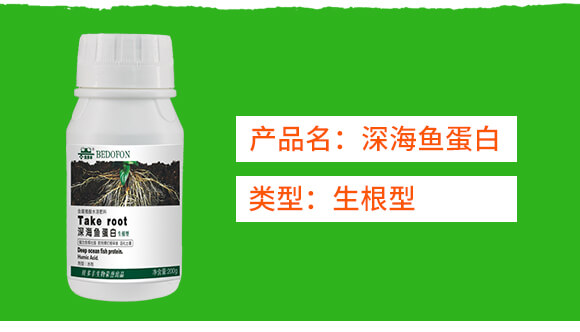 生根型深海魚蛋白-貝多豐_02