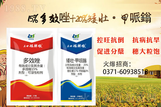 小麥冬前旺長產(chǎn)量損失大,小麥控旺就選“正世矮胖墩”!