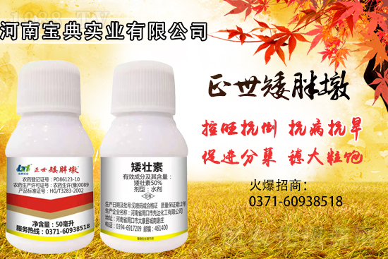 小麥控旺，勢不可擋，專業(yè)控旺，效果為王！