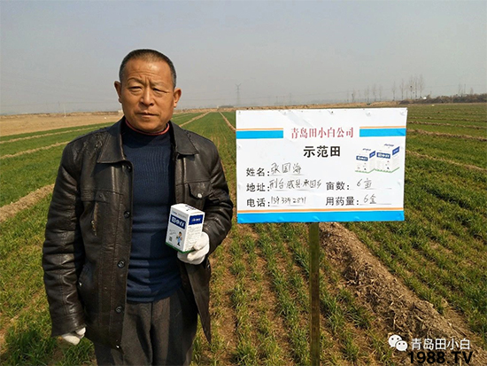 小麥雜草,節(jié)節(jié)麥泛濫成災(zāi),怎么辦?小麥除草劑怎么選