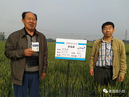 小麥雜草,節(jié)節(jié)麥泛濫成災(zāi),怎么辦?小麥除草劑怎么選