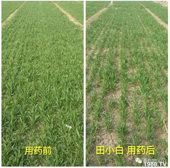 ��(ji��)��(ji��)��Σ����(y��n)����ô������ʲôˎ��Ч������