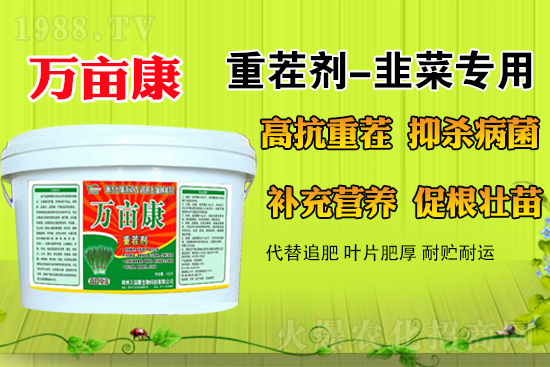 韭菜什么時(shí)候種更合適？春季露地韭菜管理方法及注意事項(xiàng)