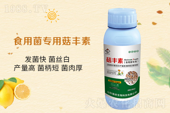 平菇栽培要點(diǎn),需要注意哪些事項(xiàng)?