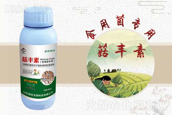 平菇栽培要點(diǎn),需要注意哪些事項(xiàng)?