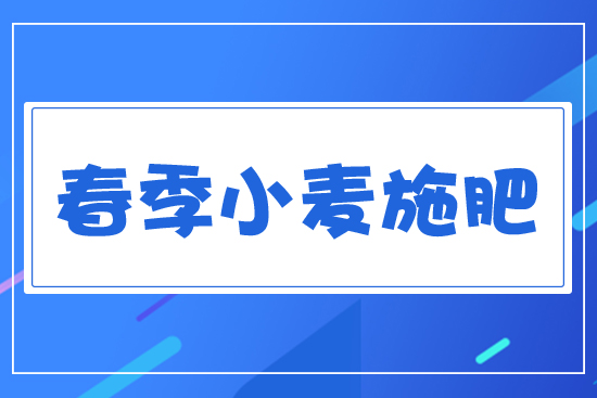 春季小麥施肥