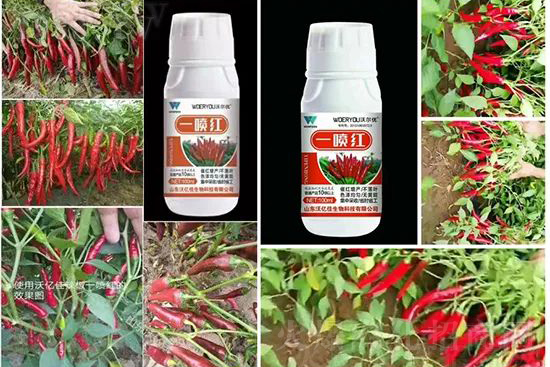 ���t�����95%���߼t�����~�����뷭�׷�����������һ���t��