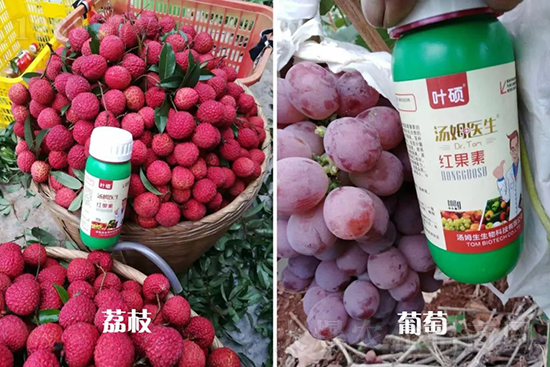 �t���ء�ֻ���D(zhu��n)ɫ�������D(zhu��n)ɫ�졢�����߼t���ó