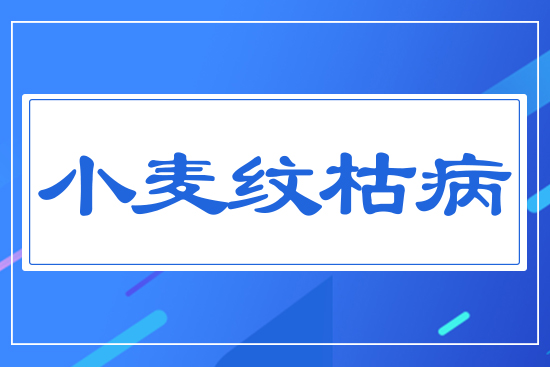 小麥紋枯病