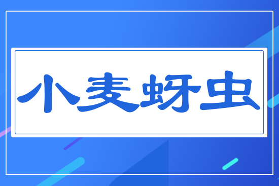 小麥蚜蟲(chóng)