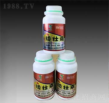 ������-��ʢ�_